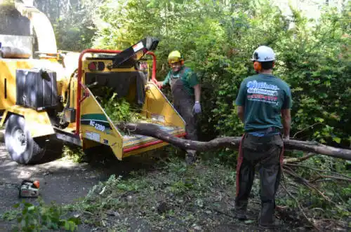 tree services Cypress Quarters